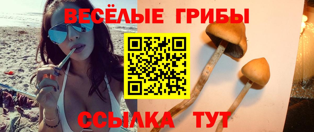 Касимов  Галлюциногенные грибы Cubensis  Вход с VPN 